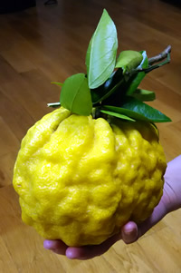 獅子柚子