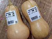 バターナッツかぼちゃ外観